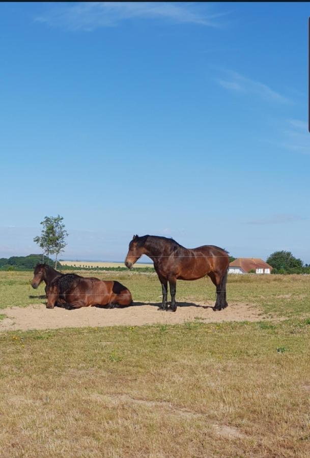 Ferienapartment Wiese & Meer Auf Ruegen Neddesitz エクステリア 写真